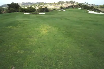 Black turfgrass ataenius damage