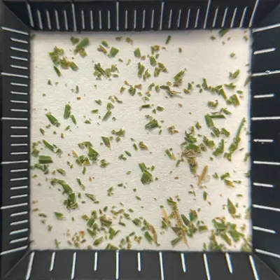Ultradwarf bermudagrass tags after traditional mowing