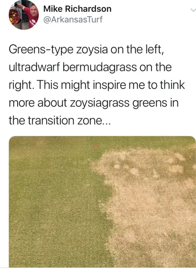 Hybrid zoysia