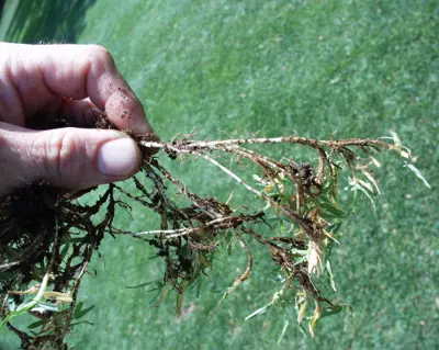 Kikuyugrass stolon