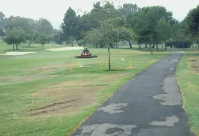 Salinity damage on kikuyugrass