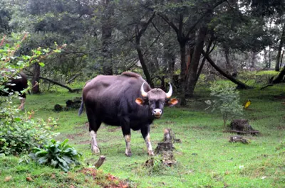 A gaur grazing on kikuyugrass in Kodaikanal, India