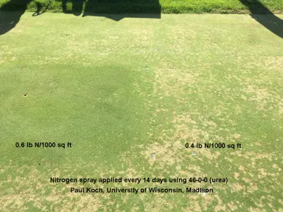 N suppression of dollar spot