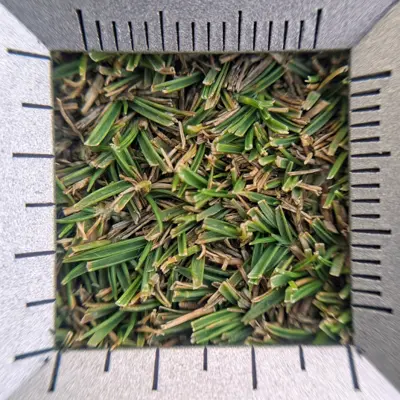 Zoysia matrella at putting green mowing height through a pocket loupe
