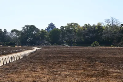 Burned zoysiagrass