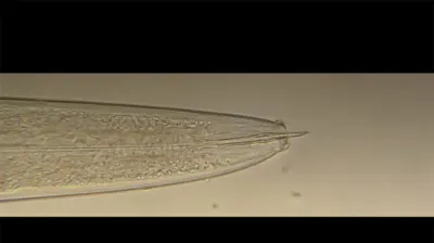 Head and stylet of needle nematode (Longidorus)