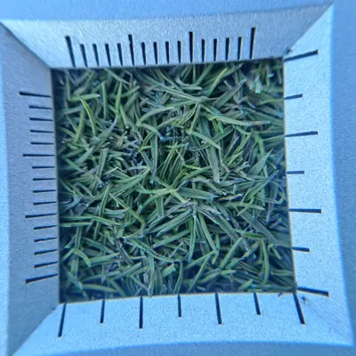 Bentgrass through loupe