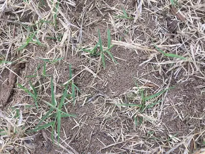 Mystery insect (?) damage