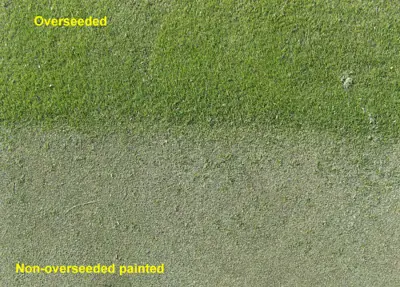 Painting of TifEagle  bermudagrass green