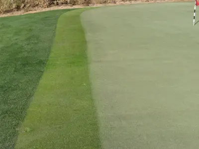 Painting of TifEagle green