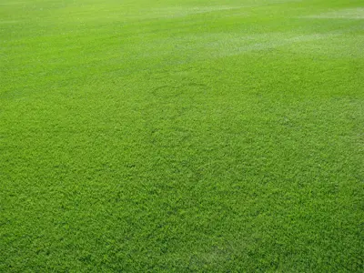 Fairy ring