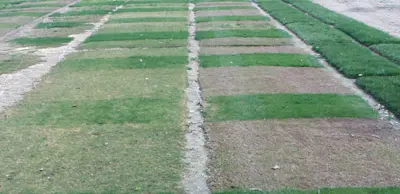 Winter color of bermuda vs. paspalum
