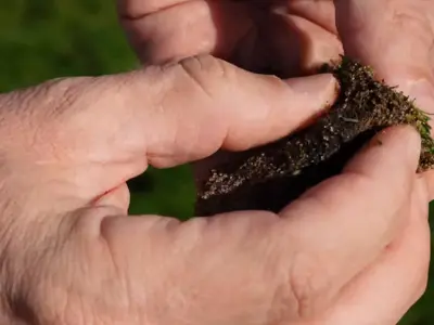 Squeezing water from soil