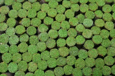 Tray of creeping bentgrass plugs to be used for ballmark repair