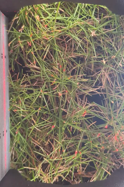 Laser beam passed across turf shows the top of the canopy