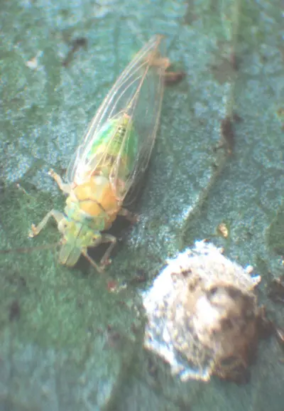 Redgum lerp psyllid adult