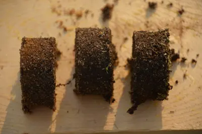 Soil "pucks" cut at 2, 4, and 6 cm depths