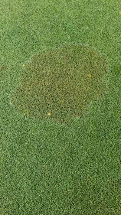 Rhizoctonia on T-1 bentgrass