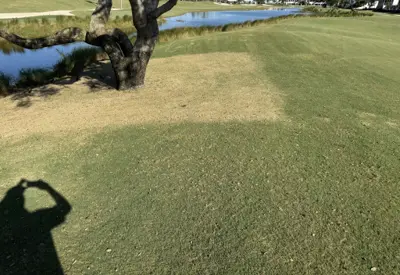 Root pruning effect