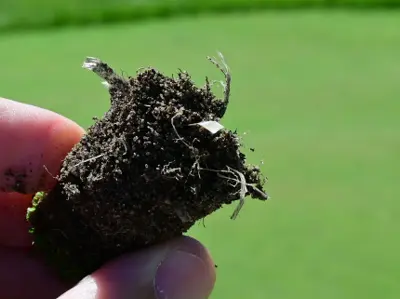 Rootzone stabilizing fibers