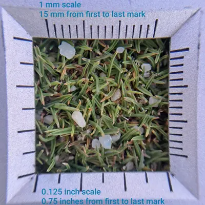Angular sand on a bentgrass green