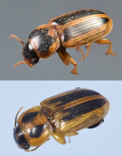 Seedcorn beetle