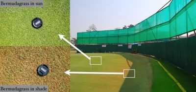 Ultradwarf bermudagrass in sun and shade