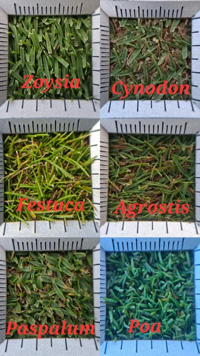 Six species at putting green height