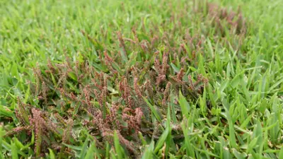 Slime mold on zoysiagrass