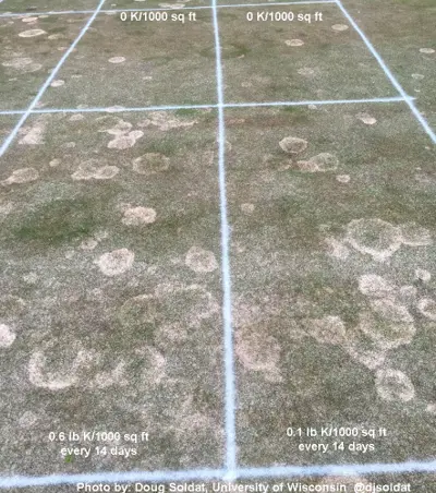 Snow mold and potassium