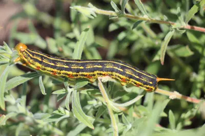White lined sphinx moth caterpillar