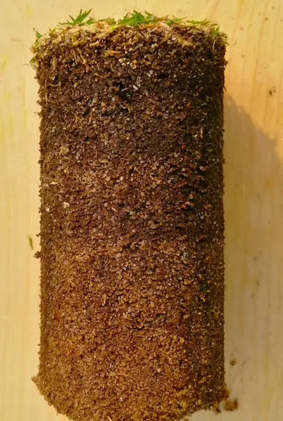 Above-average organic material in a Tifeagle putting green