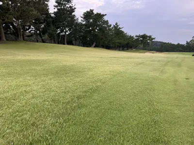 Post-typhoon leaf tip burn