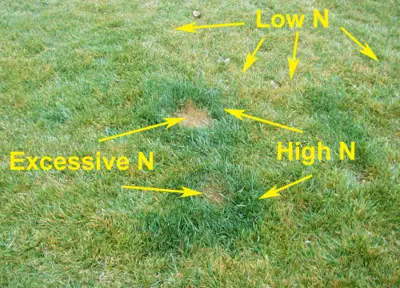 Canine urine damage