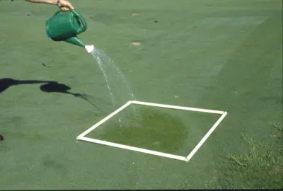 Application of soap solution for caterpillar monitoring