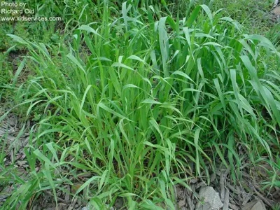 Wild oats, Avena fatua