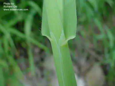 Wild oats, Avena fatua