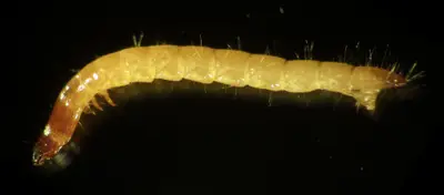 Wireworm