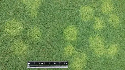 Yellow spot on Penncross creeping bentgrass