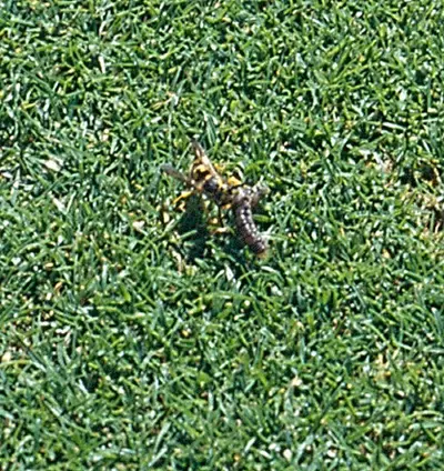Wasp attacking cutworm