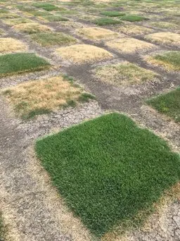 Zoysia breeding