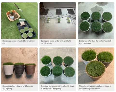Images of grass plugs grown under 4, 15, and 30 DLI