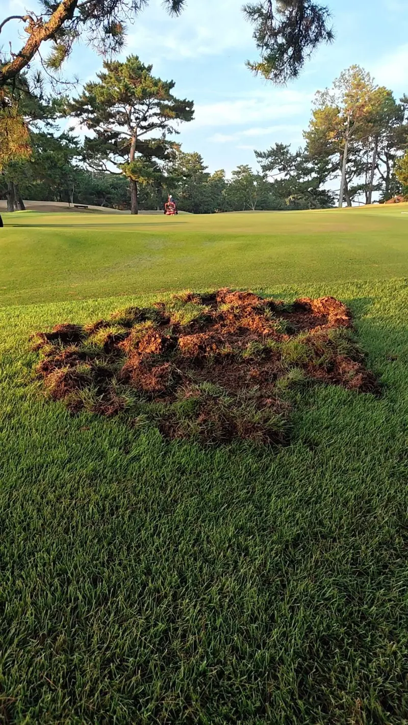 Damage from a wild boar in noshiba rough wild board damage in Zoysia japonica rough at a golf course in Fukuoka, Japan