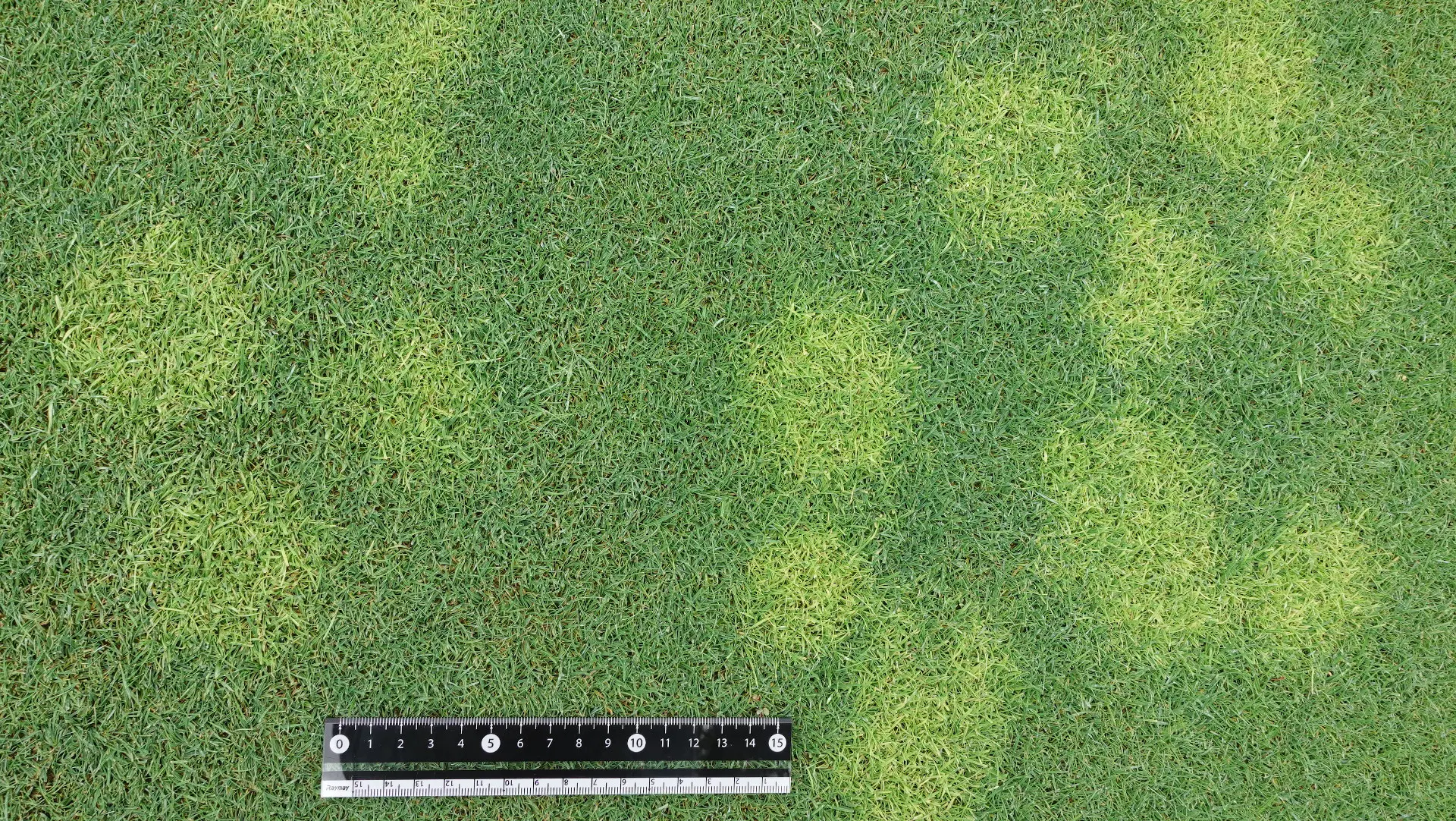 yellow spot on Penncross creeping bentgrass